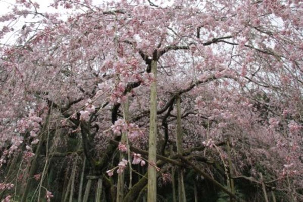 【博多発】佐賀の春を咲き取り!!早咲きの桜と春の味覚食べつくし&プラネタリウムを楽しむよみうりのおとな時間 日帰り2